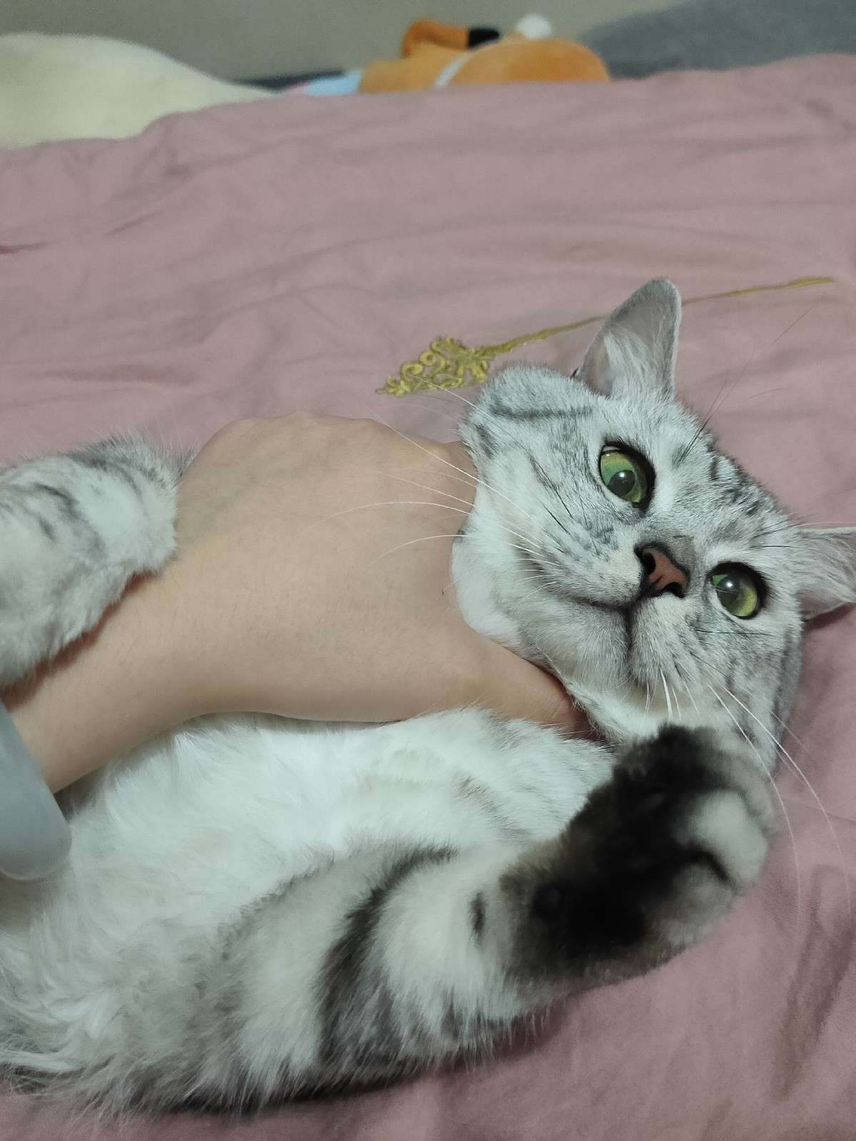 大猫咪🐱
