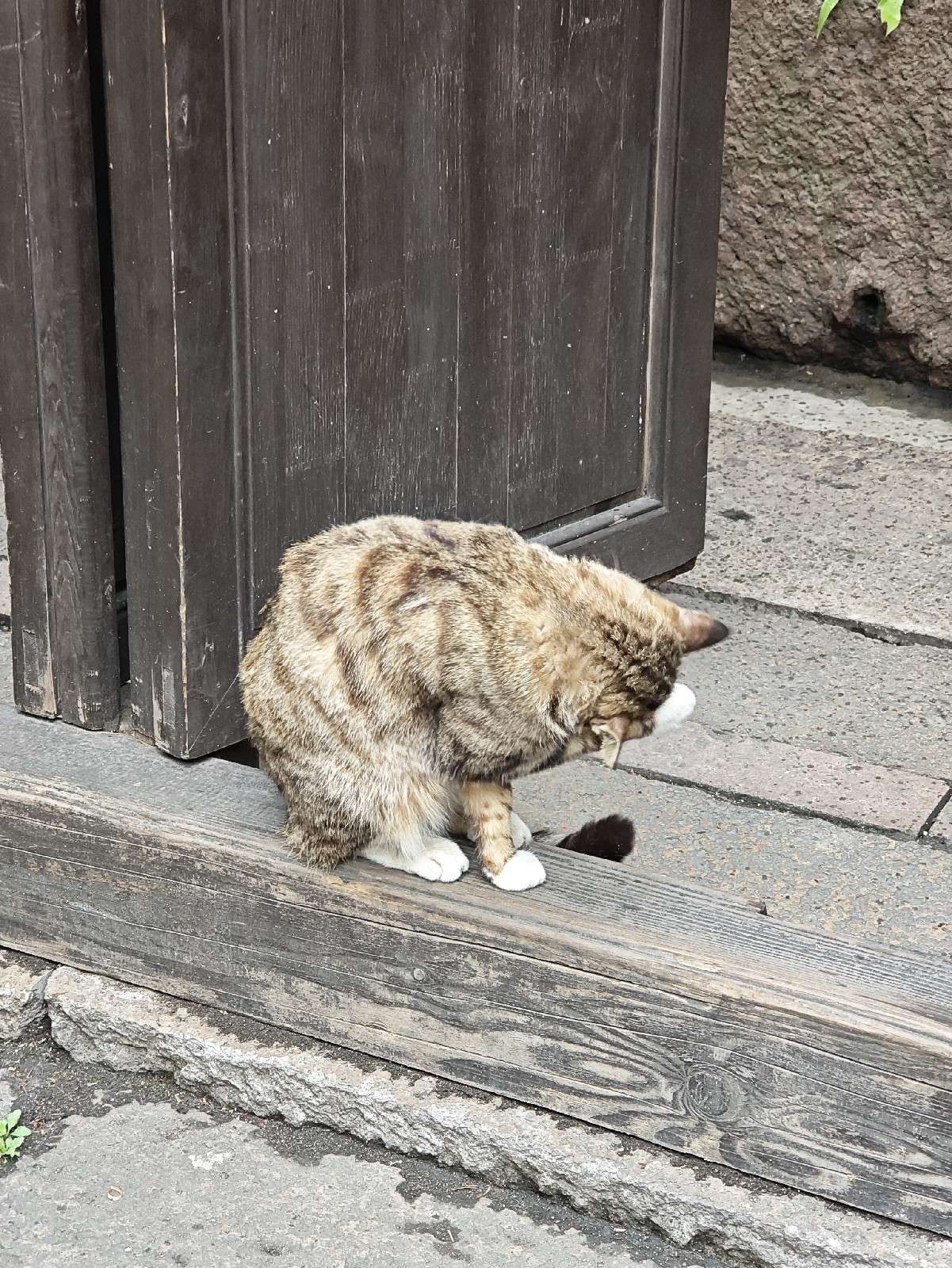 重生之将门毒后